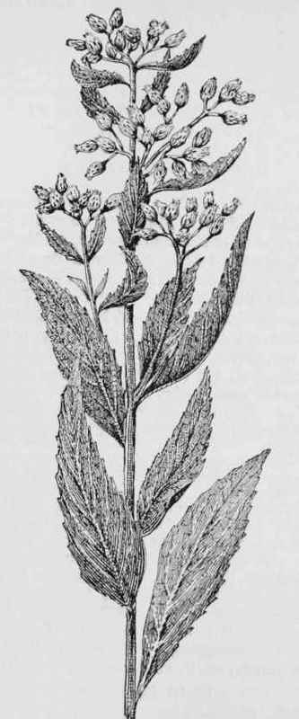 Salt marsh fleabane (Pluchea camphorata)