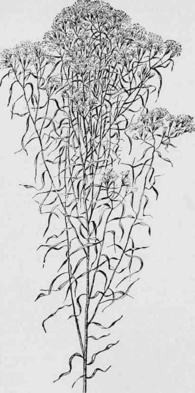 Slender Leaved Golden Rod (Solidago tennuifolia)