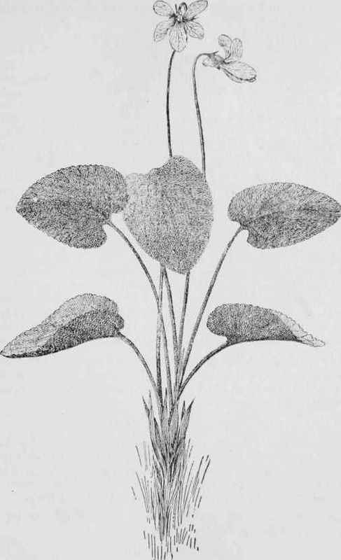 Sweet white violet (Viola blanda)