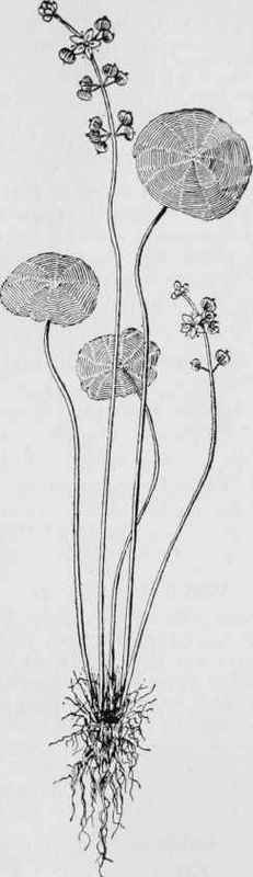 Water Pennywort (Hydrocotyle umbellata)
