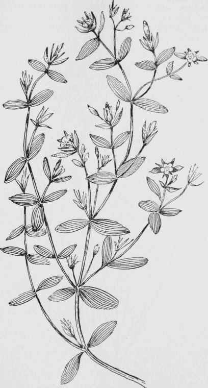 Weak Or Dwarf St. John's Wort (Hypericum mutilum)