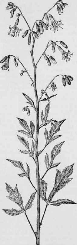 White Lettuce. Rattlesnake Root. (Prenanthes alba)