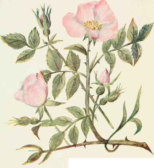Wild Rose. (Rosa canina).