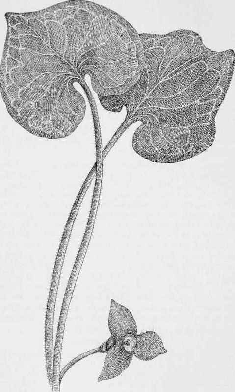 Wild ginger. asarabacca. (Asarum canadetise)
