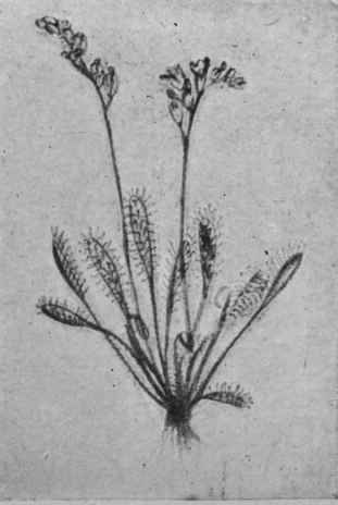 Fig. 10. Long leaved Sundew.
