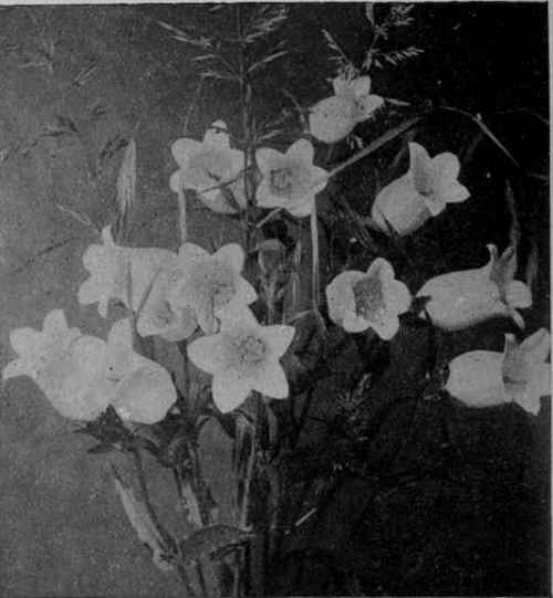 Fig. 15. Campanula, oR Bluebell.