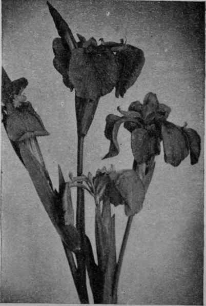 Fig. 20. Iris, or Flag (see Group ix).
