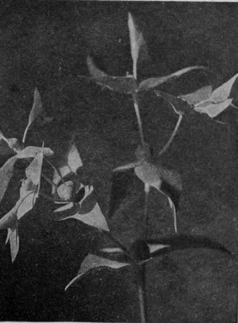 Fig. 5. CAPER spurge.