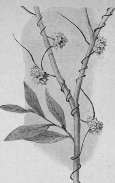 Fig. 7. Dodder (Cuscuta).