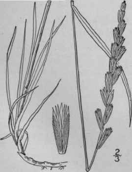 1 Agropyron Repens L Beauv Couch Grass Quitch Gras 687