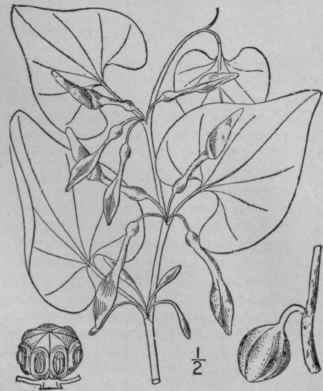 1 Aristolochia Serpentaria L Virginia Snakeroot Se 1579