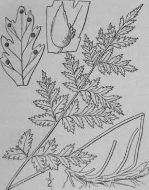 1 Filix Bulbifera L Underw Bulblet Cvstopteris 31
