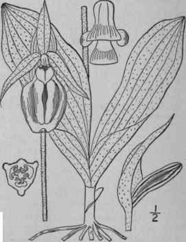 1 Fissipes Acaulis Ait Small Moccasin Flower Steml 1359
