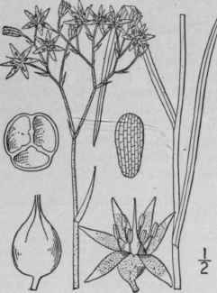 1 Lophiola Americana Pursh Coville Lo Phiola 1326