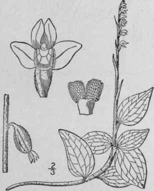 1 Peramium Ophioides Fernald Rydb Lesser Rattlesna 1402