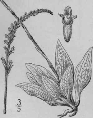 1 Peramium Ophioides Fernald Rydb Lesser Rattlesna 1403