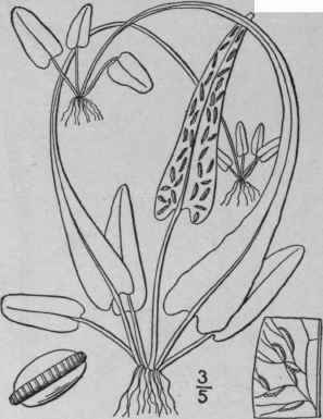 1 Phyllitis Scolopendrium L Newm Hart s Tongue 57