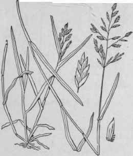 1 Poa Annua L Annual Or Dwarf Meadow Grass Low Spe 604