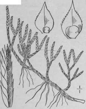 1 Selaginella Rupestris L Spring Rock Selaginella  115