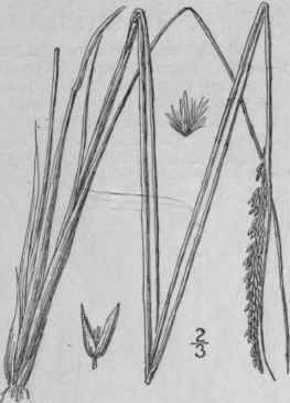 10 Calamagrostis Labradorica Kearney Labrador Reed 509