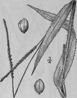 10 Paspalum Muhlenbergii Nash Muhlenberg s Paspalu 298