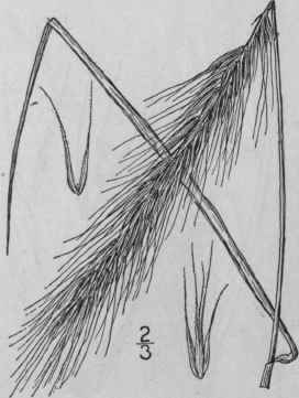 11 Elymus Australis Scribn Ball Southern Wild Rye 711