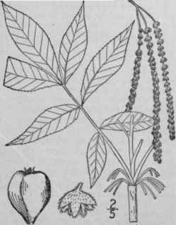 11 Hicoria Glabra Mill Britton Pig Nut Hickory 1433