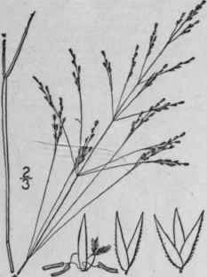 12 Agrostis Hyemalis Walt B S P Rough Hair Grass F 498