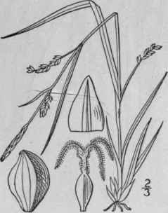 122 Carex Digitalis Willd Slender Wood Sedge 989