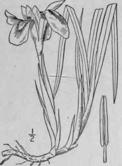 13 Iris Verna L Dwarf Or Spring Iris 1340