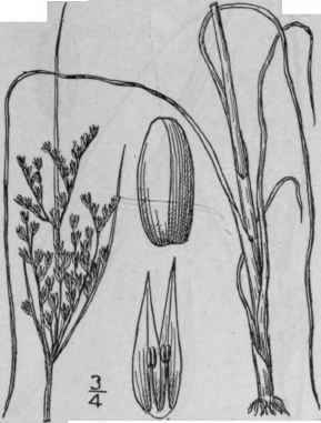 13 Juncus Interior Wiegand Inland Rush 1178