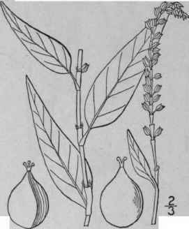 13 Persicaria Hydropiper L Opiz Smart Weed Water P 1642