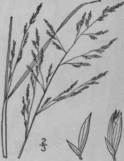 15 Panicum Agrostoides Spreng Red Top Panic 325