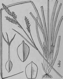 174 Carex Parryana Dewey Parry s Sedge 1041