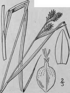 175 Carex Atratiformis Britton Black Sedge 1042