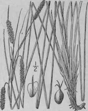 178 Carex Joori Bailey Cypress Swamp Sedge 1046