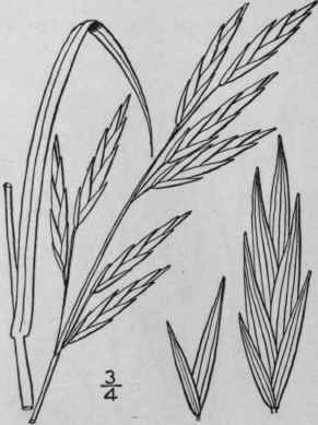 18 Bromus Breviaristatus Hook Buckl Short Awned Ch 680