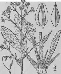 2 Eriogonum Michx Fl Bor Am 1 246 1803 1583