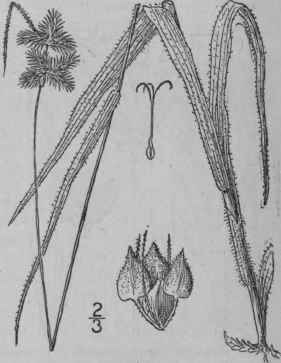 2 Fuirena Hispida Ell Hairy Fuirena 833