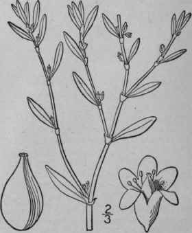 2 Polygonum Fowleri Robinson Fowler s Knotweed 1616