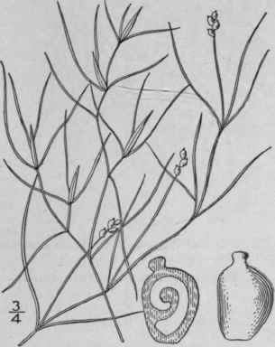 28 Potamogeton Gemmiparus Robbins Morong Thread Li 201