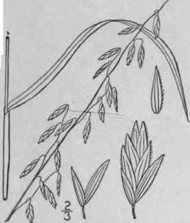 3 Melica Porteri Scribn Small Melic Grass 593
