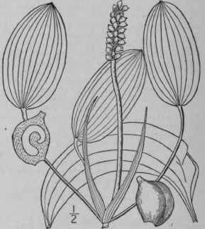 3 Potamogeton Amplifolius Tuckerm Large Leaved Pon 176