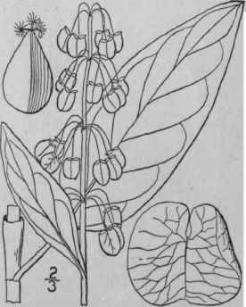 3 Rumex Acetosa L Green Sorrel Sour Or Sharp Dock 1600