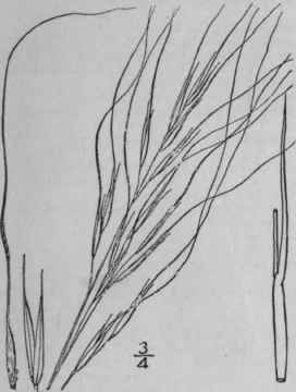 3 Stipa Avenacea L Black Oat Grass 421