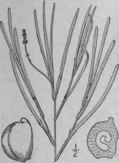 33 Potamogeton Pectinatus L Fennel Leaved Pondweed 207