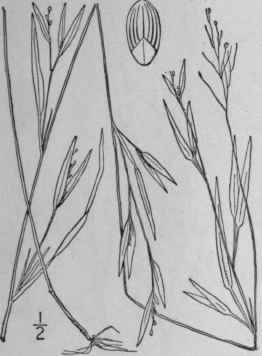 36 Panicum Lucidum Ashe Bog Panic Grass 346