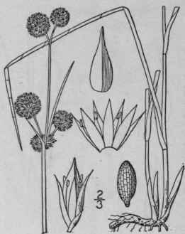 39 Juncus Polycephalus Michx Many Headed Rush 1205