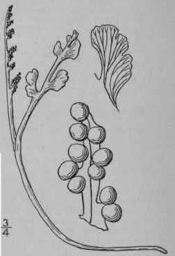 4 Botrychium Tenebrdsum A A Eaton Eaton s Grape Fe 7