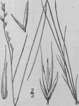 4 Festuca Rubra L Red Fescue Grass 652